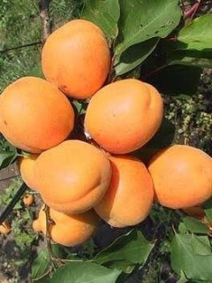 Абрикос Шедевр [2-річний з відкритим коренем]