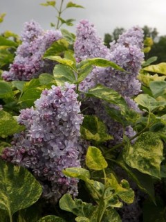Сирень Аукубофолия (Aucubaefolia)
