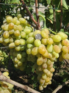 user1663_pic25443_1283687176