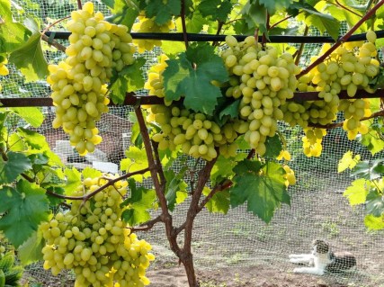 user37789_pic271293_1666694037