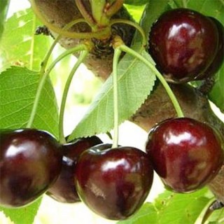 valeriychkalov-800x800