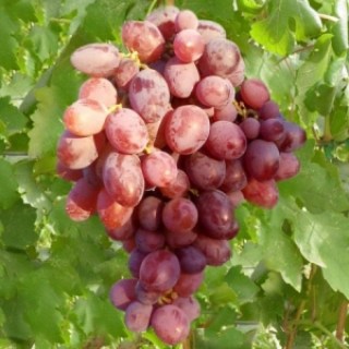 Виноград Граф Монте Кристо