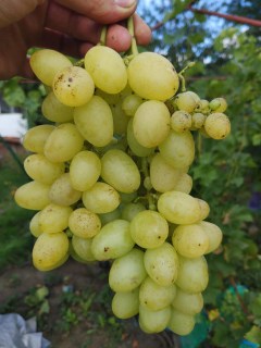 vinograd-Nadezhda-Aksayskaya-0547