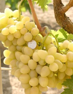 Виноград Аркадія