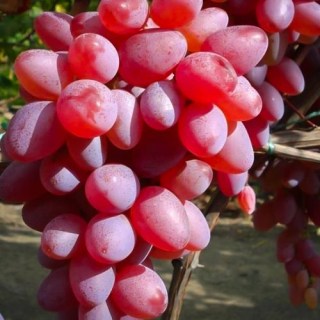 vinograd-kishmish-krasnyy6