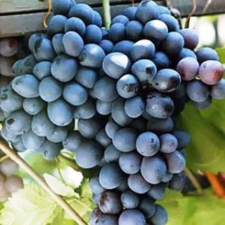 vinograd-rozhdestvenskij-01