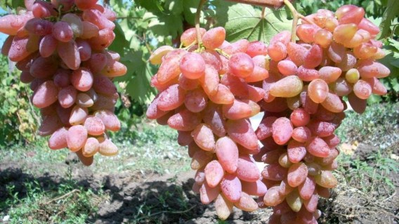 vinograd-sort-original-01