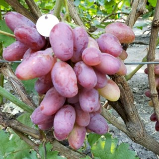 vinograd_gibrid_zhar_ptitsa