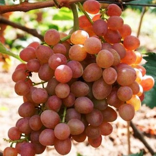 Виноград Находка (кишмиш, без косточек)