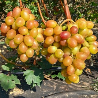 Виноград Купець