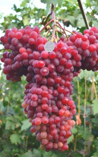 Виноград Велес (кишмиш, без косточек)