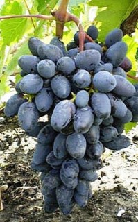 vinogradnyk.agrobiz.net