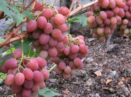 vinogradrubinoviyyubileyopisaniesorta_AADAC35E