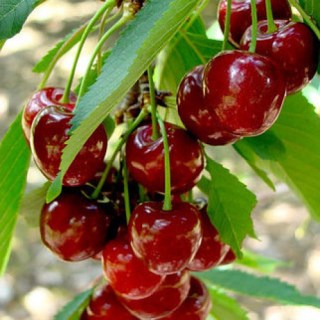 vishnia-kseniia-500x500