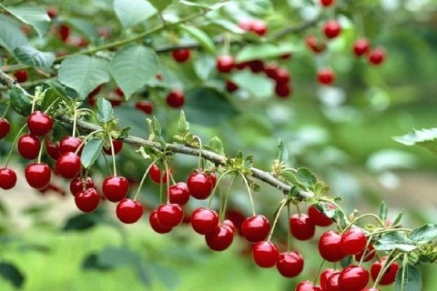 vishnya-ujfehertoi-fyurtosh-opisanie-sorta_9