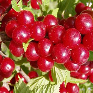 vishnya-vojlochna-zahoplennya_01