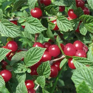 vishnya-vojlochna-zahoplennya_03