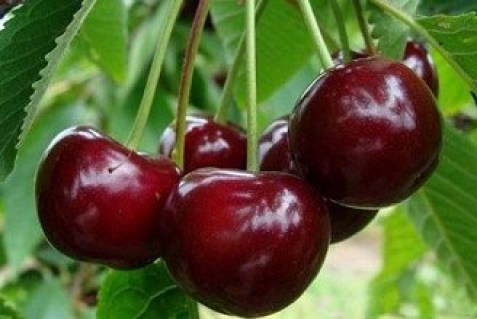 Вишня Люцина [2-річний з відкритим коренем]