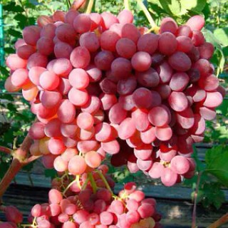  Виноград Аксайский (кишмиш, без косточек)
