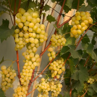 vynohrad-kyshmysh-ratatui_02