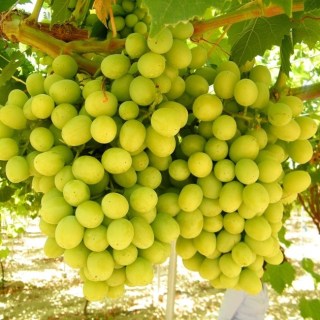 vynohrad-kyshmysh-ratatui_03