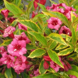 weigela-brigella-02