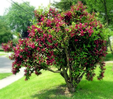 weigela-bristol-ruby-348