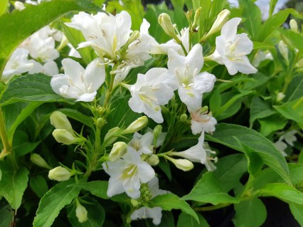 weigela-candida