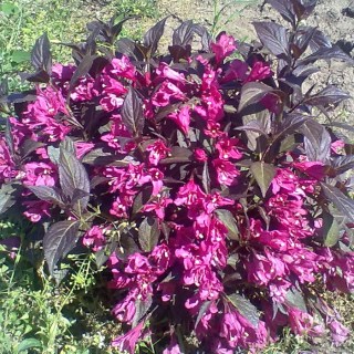  Вейгела Нана Перпуреа (Nana Purpurea)