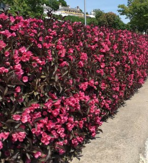 weigela_naomi_campbell_01