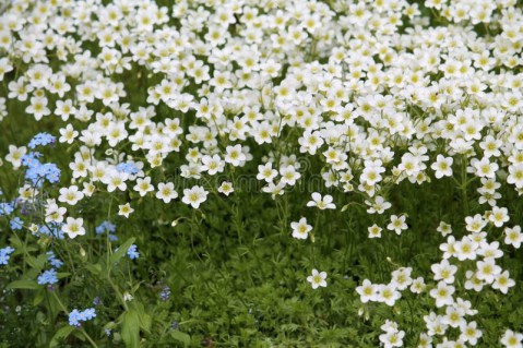 white-flowers-mossy-saxifrage-saxifraga-arendsii-alba-plant-garden-white-flowers-mossy-saxifrage-saxifraga-arendsii-alba-plant-03