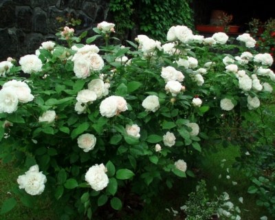 winchester-cathedral-austin-198813