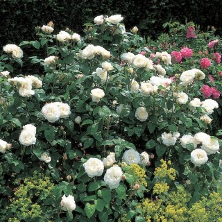 winchester_cathedral-0