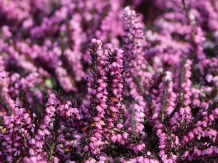 winterbluehende-heide-kramers-rote