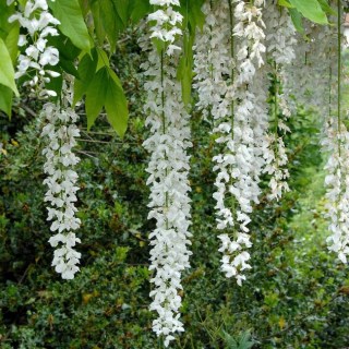 wisteria-floribunda-longissima-alba