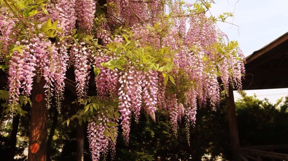 wisteria-floribunda-rosea-03