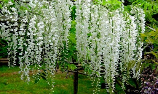 wisteria-white-02