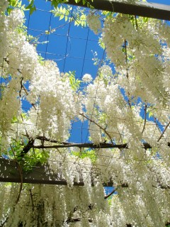 wisteria-white-03