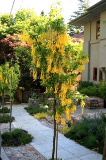 Бобовник альпийский (Лабурнум) 