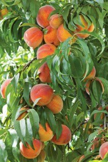 Персик колоновидний Медовий [1-річний з відкритим коренем]