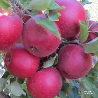 Яблоня Фукутами