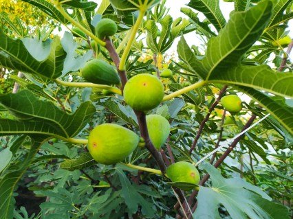 Інжир Далматський