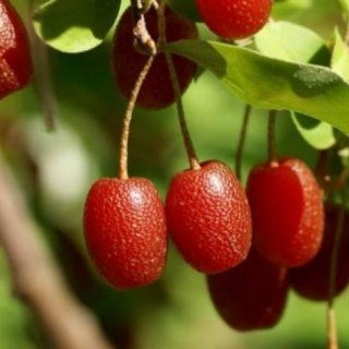 Гумі Кунашир [2-річний в контейнері]