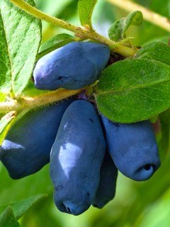 Жимолость їстівна Спокуса (Spokusa)