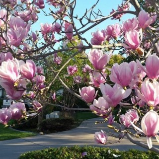 Магнолія Пінкі (Pinkie)