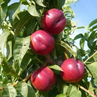 Нектарин Сливовий (гібрид сливи та персика) [2-річний з відкритим коренем]