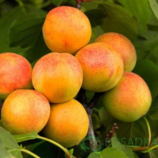 Абрикос Монастирський [2-річний з відкритим коренем]