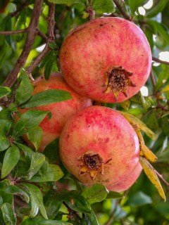 Гранат Кримський смугастий [1-річний з відкритим коренем]