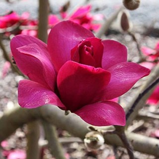 Магнолія Пінк Пірамід (Pink Pyramid)