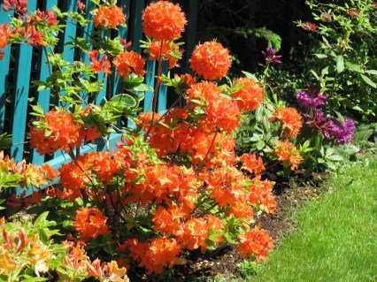 Рододендрон Мандарин Лайт (Mandarin Lights) [50см, контейнер]